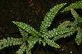 maidenhair fern